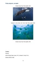 Esszék 'Fülöp, szigetek cetcápák', 12.                