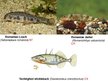 Prezentációk 'Diversity and Distributions of Romania in European Level', 22.                