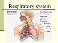 Prezentációk 'Diseases of the Respiratory System', 2.                
