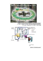 Kutatási anyagok 'Bio-Oil Development Opportunities Latvian ', 10.                