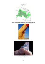 Kutatási anyagok 'Corn Belt', 7.                