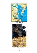 Kutatási anyagok 'Corn Belt', 8.                