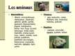 Prezentációk 'Zoo de la Palmyre', 4.                