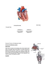 Összefoglalók, jegyzetek 'The Cardio-Respiratory and Energy Systems', 7.                