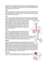 Összefoglalók, jegyzetek 'The Cardio-Respiratory and Energy Systems', 8.                