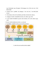 Összefoglalók, jegyzetek 'Emelt szintű történelem érettségi felkészítő anyag', 17.                