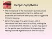 Prezentációk 'Herpes Viruses', 9.                