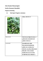 Prezentációk 'Növényrendszertan', 22.                