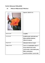 Prezentációk 'Növényrendszertan', 28.                