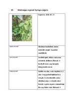 Prezentációk 'Növényrendszertan', 47.                