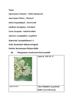 Prezentációk 'Növényrendszertan', 53.                