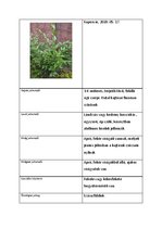 Prezentációk 'Növényrendszertan', 59.                