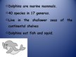 Prezentációk 'Dolphin', 2.                