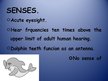 Prezentációk 'Dolphin', 4.                