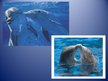 Prezentációk 'Dolphin', 5.                