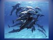 Prezentációk 'Dolphin', 7.                