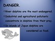 Prezentációk 'Dolphin', 8.                