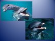 Prezentációk 'Dolphin', 14.                