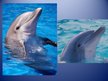 Prezentációk 'Dolphin', 15.                