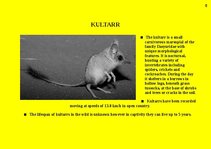 Prezentációk 'Fauna of Australia', 5.                