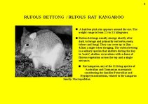 Prezentációk 'Fauna of Australia', 6.                