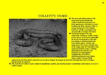 Prezentációk 'Fauna of Australia', 10.                