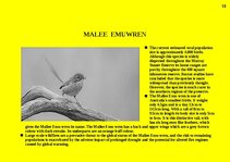 Prezentációk 'Fauna of Australia', 13.                