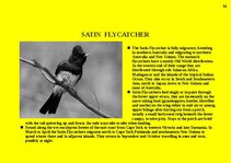 Prezentációk 'Fauna of Australia', 14.                