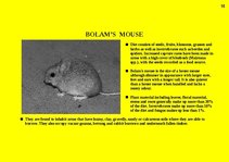 Prezentációk 'Fauna of Australia', 15.                