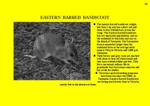 Prezentációk 'Fauna of Australia', 19.                