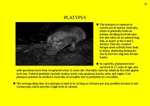 Prezentációk 'Fauna of Australia', 21.                