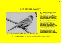 Prezentációk 'Fauna of Australia', 24.                