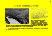 Prezentációk 'Fauna of Australia', 25.                