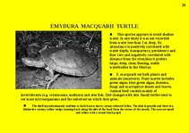 Prezentációk 'Fauna of Australia', 26.                