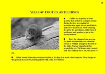 Prezentációk 'Fauna of Australia', 28.                