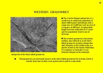 Prezentációk 'Fauna of Australia', 29.                