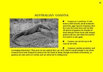 Prezentációk 'Fauna of Australia', 34.                