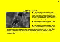 Prezentációk 'Fauna of Australia', 36.                