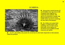 Prezentációk 'Fauna of Australia', 38.                