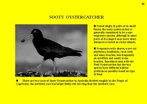 Prezentációk 'Fauna of Australia', 39.                