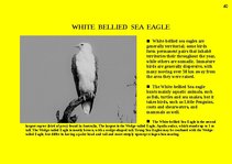 Prezentációk 'Fauna of Australia', 40.                