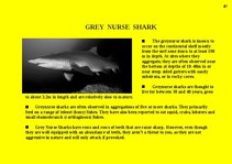 Prezentációk 'Fauna of Australia', 41.                