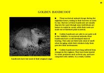 Prezentációk 'Fauna of Australia', 46.                