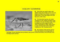 Prezentációk 'Fauna of Australia', 48.                