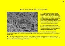 Prezentációk 'Fauna of Australia', 49.                