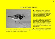 Prezentációk 'Fauna of Australia', 50.                