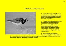 Prezentációk 'Fauna of Australia', 51.                