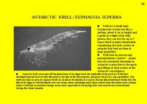 Prezentációk 'Fauna of Australia', 53.                