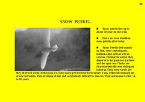 Prezentációk 'Fauna of Australia', 55.                