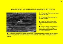 Prezentációk 'Fauna of Australia', 56.                